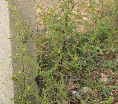 Image of stink aster