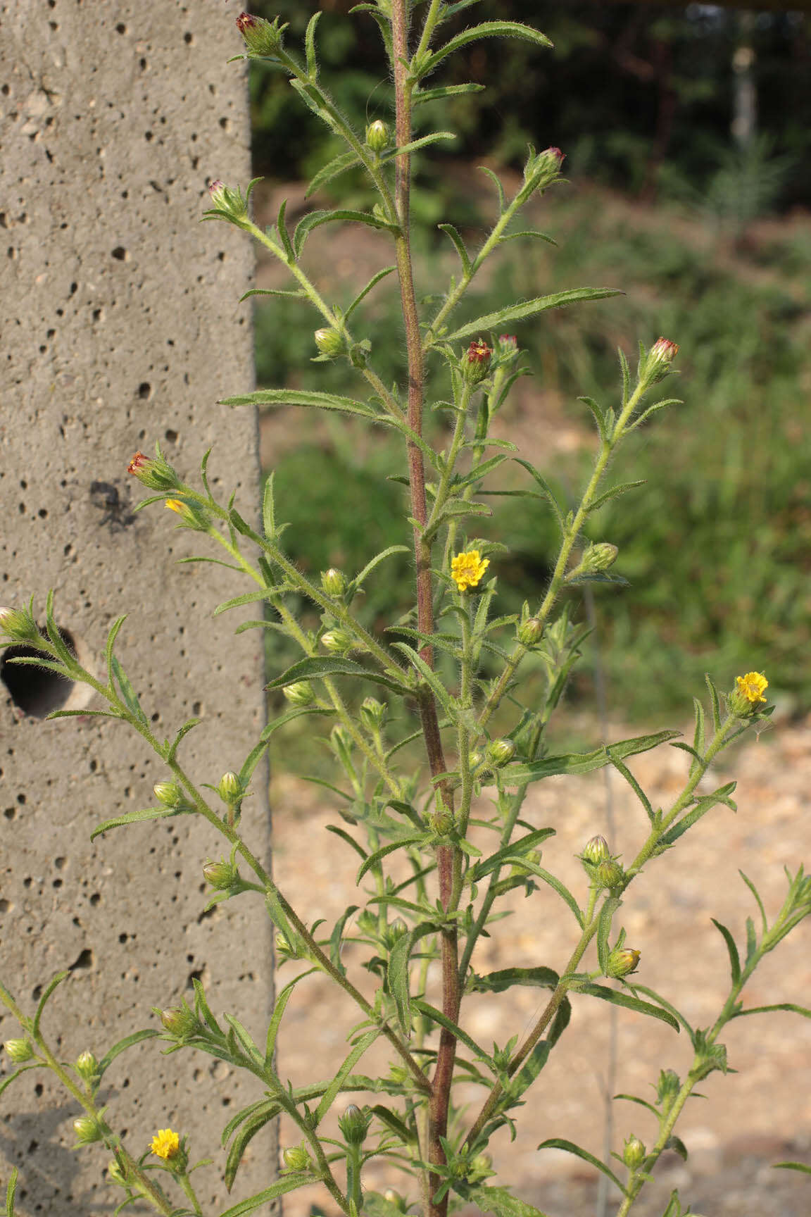 Image of stink aster