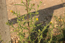 Image of stink aster