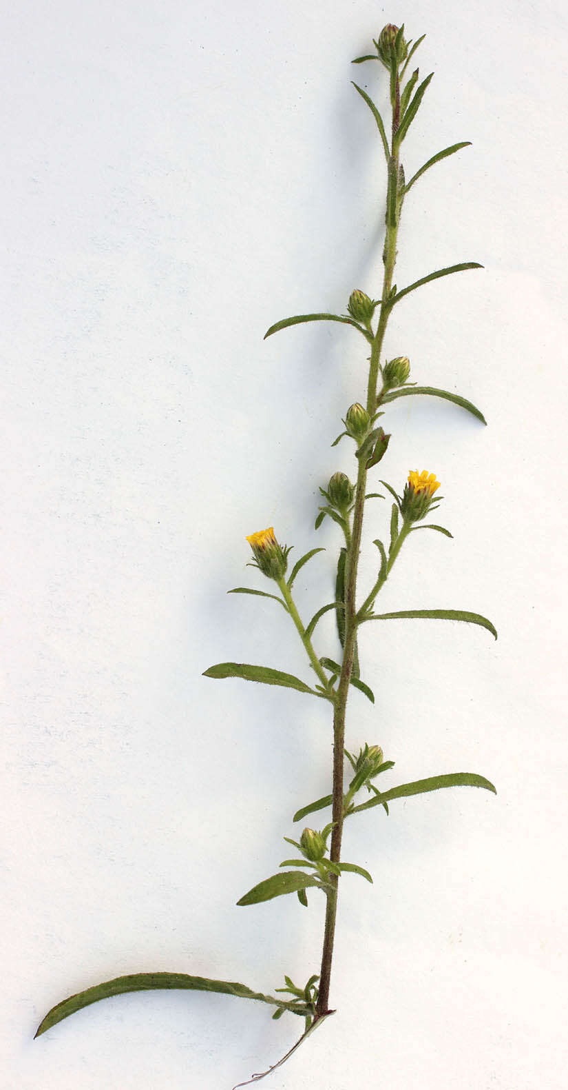 Image of stink aster