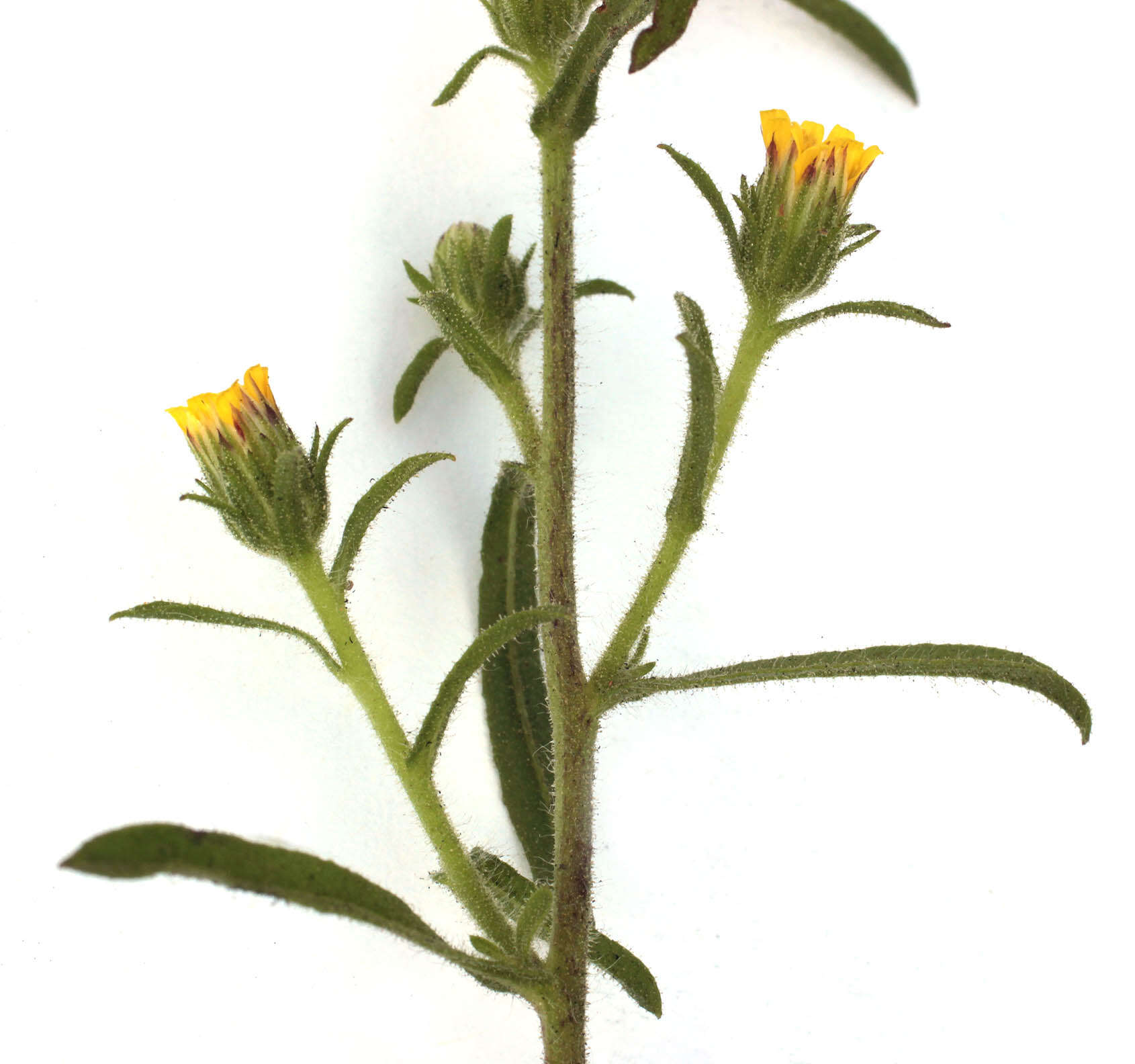 Image of stink aster