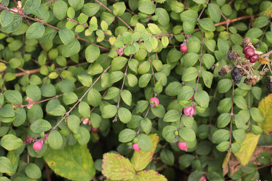 Sivun Symphoricarpos orbiculatus Moench kuva