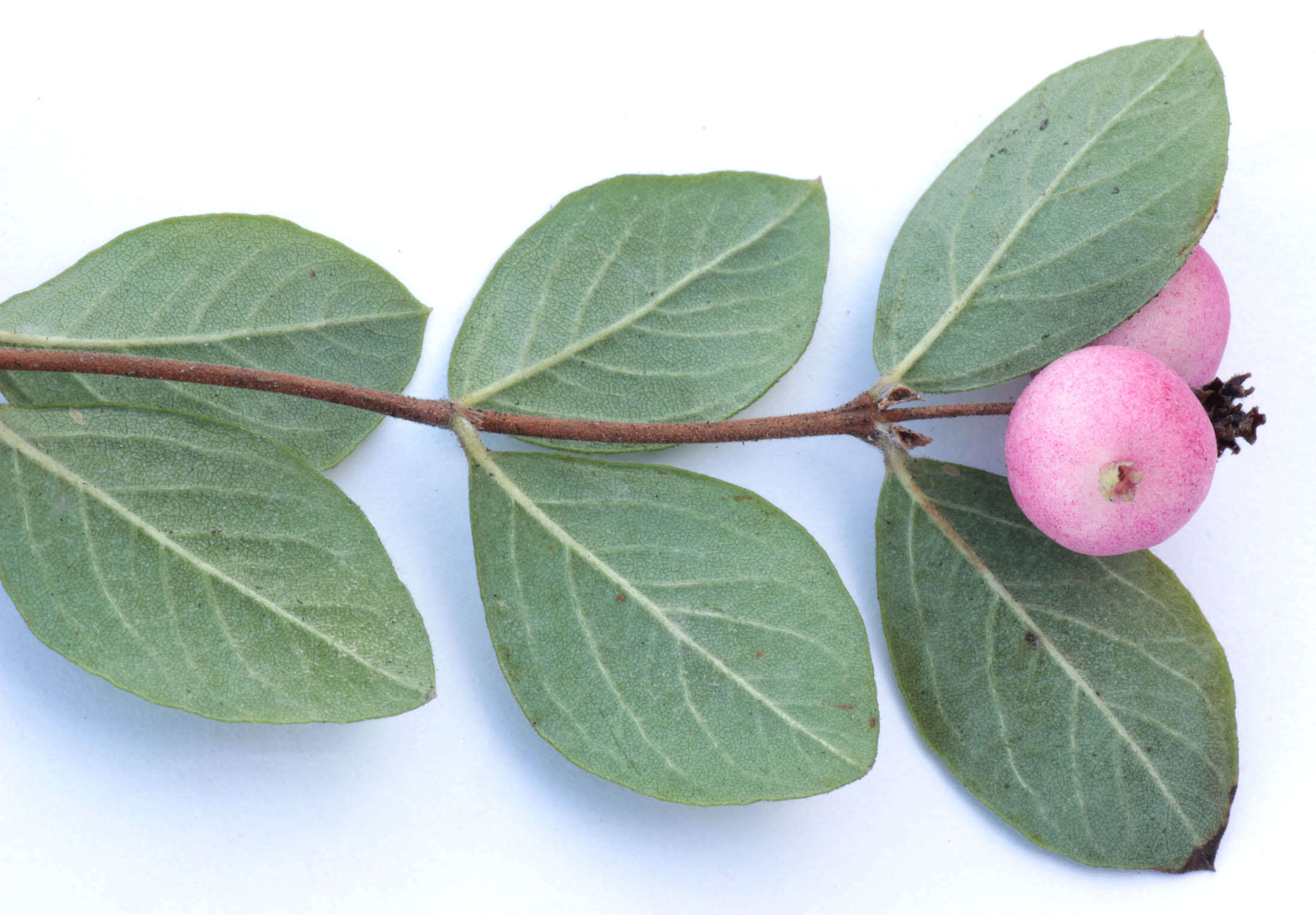 Sivun Symphoricarpos orbiculatus Moench kuva