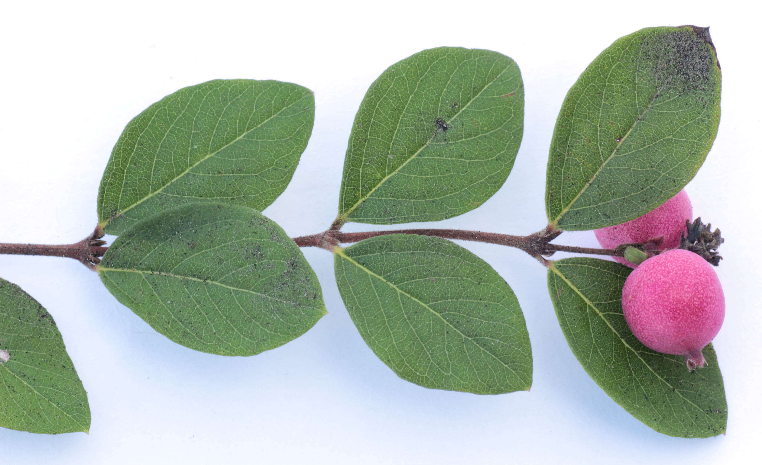 Sivun Symphoricarpos orbiculatus Moench kuva