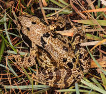 Image of Common frog