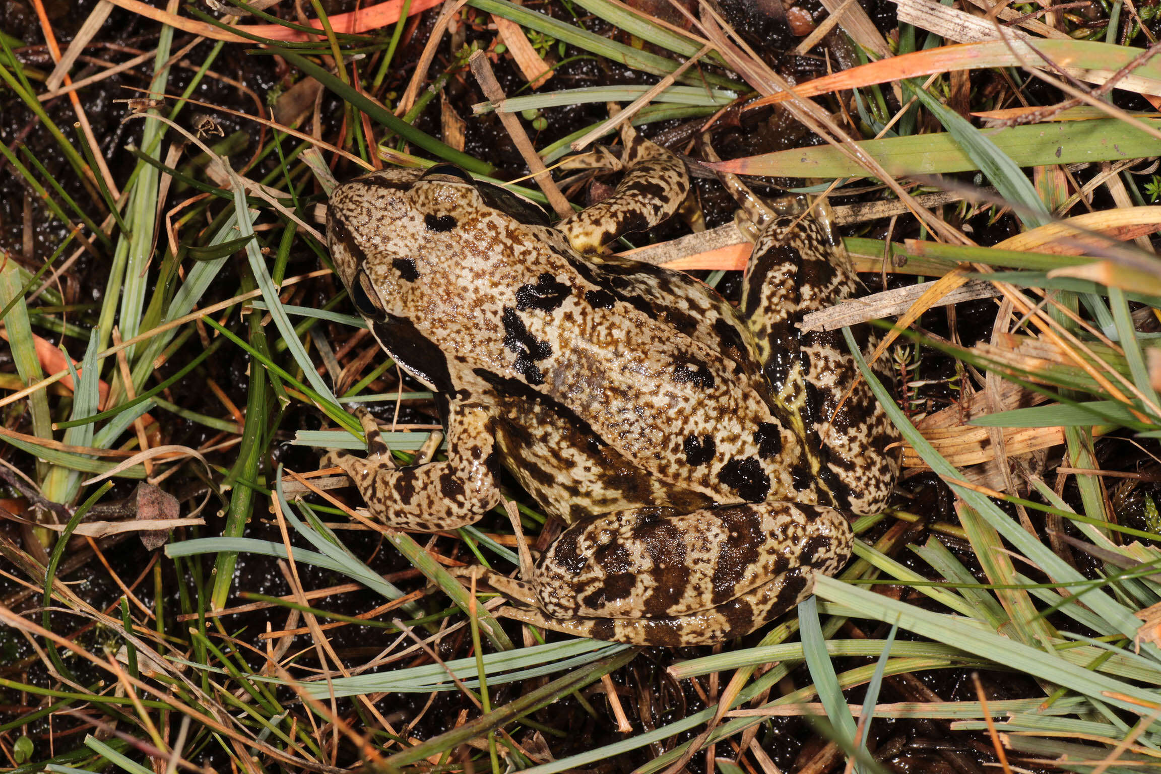 Image of Common frog