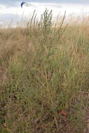 Image of oraches