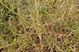 Image of oraches