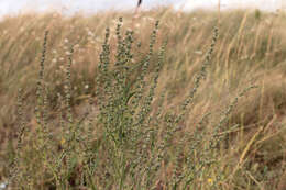 Image of oraches