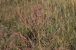Image of oraches