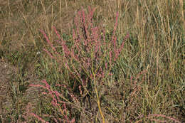 Image of oraches