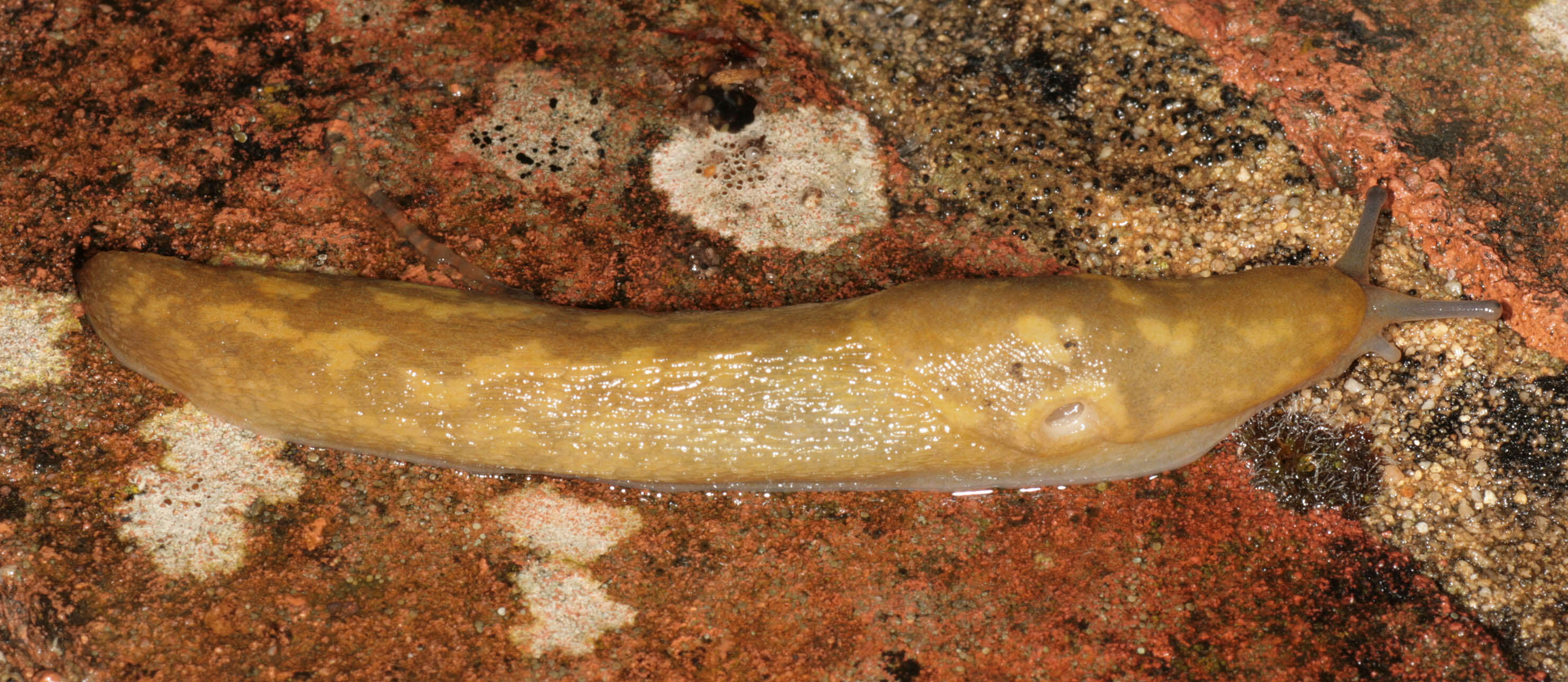 Image of Limacus flavus × Limacus maculatus