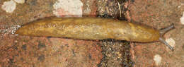 Image of Limacus flavus × Limacus maculatus