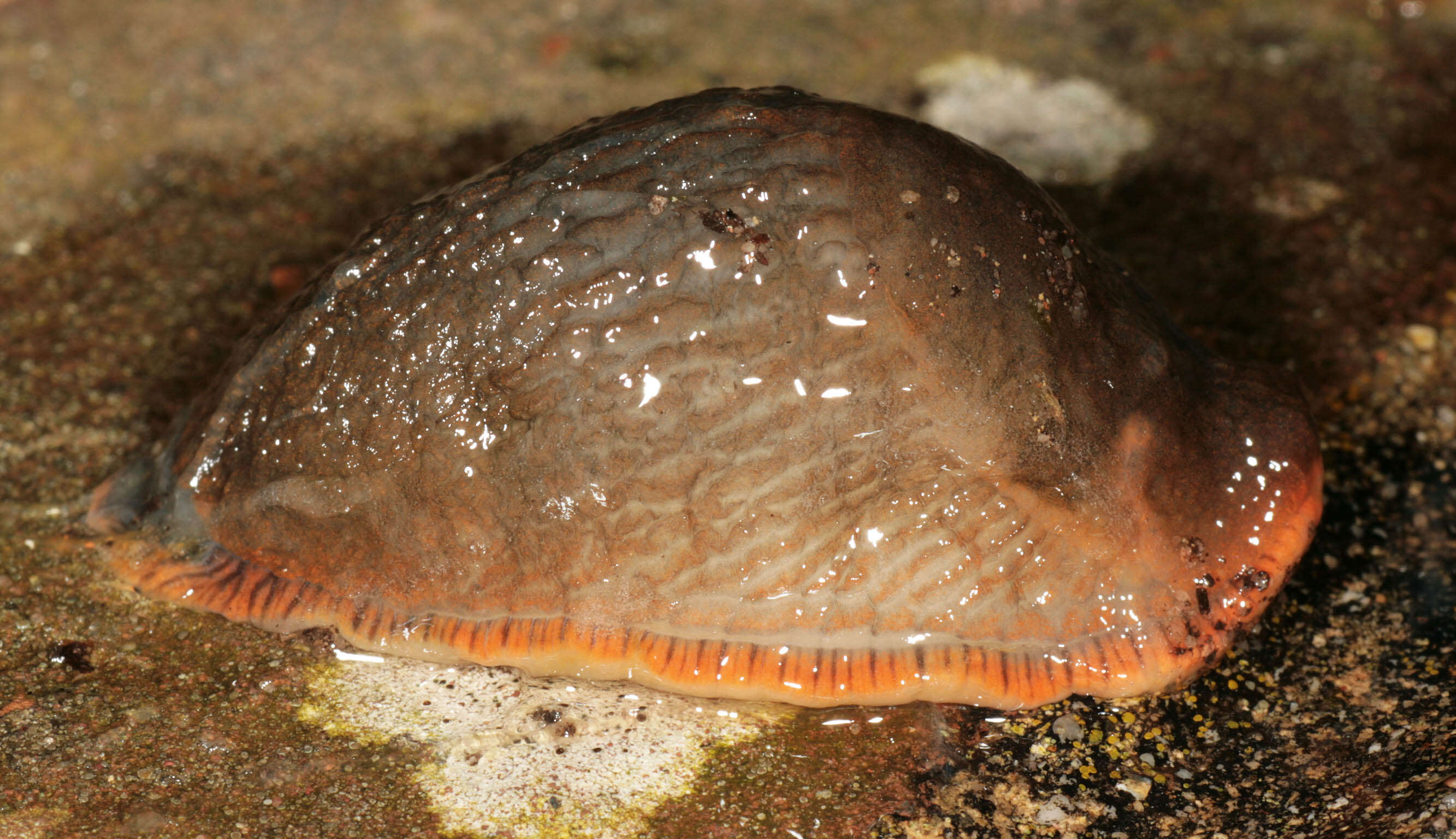 Image of red slug