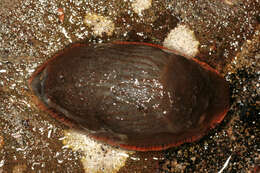 Image of red slug