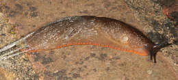 Image of red slug