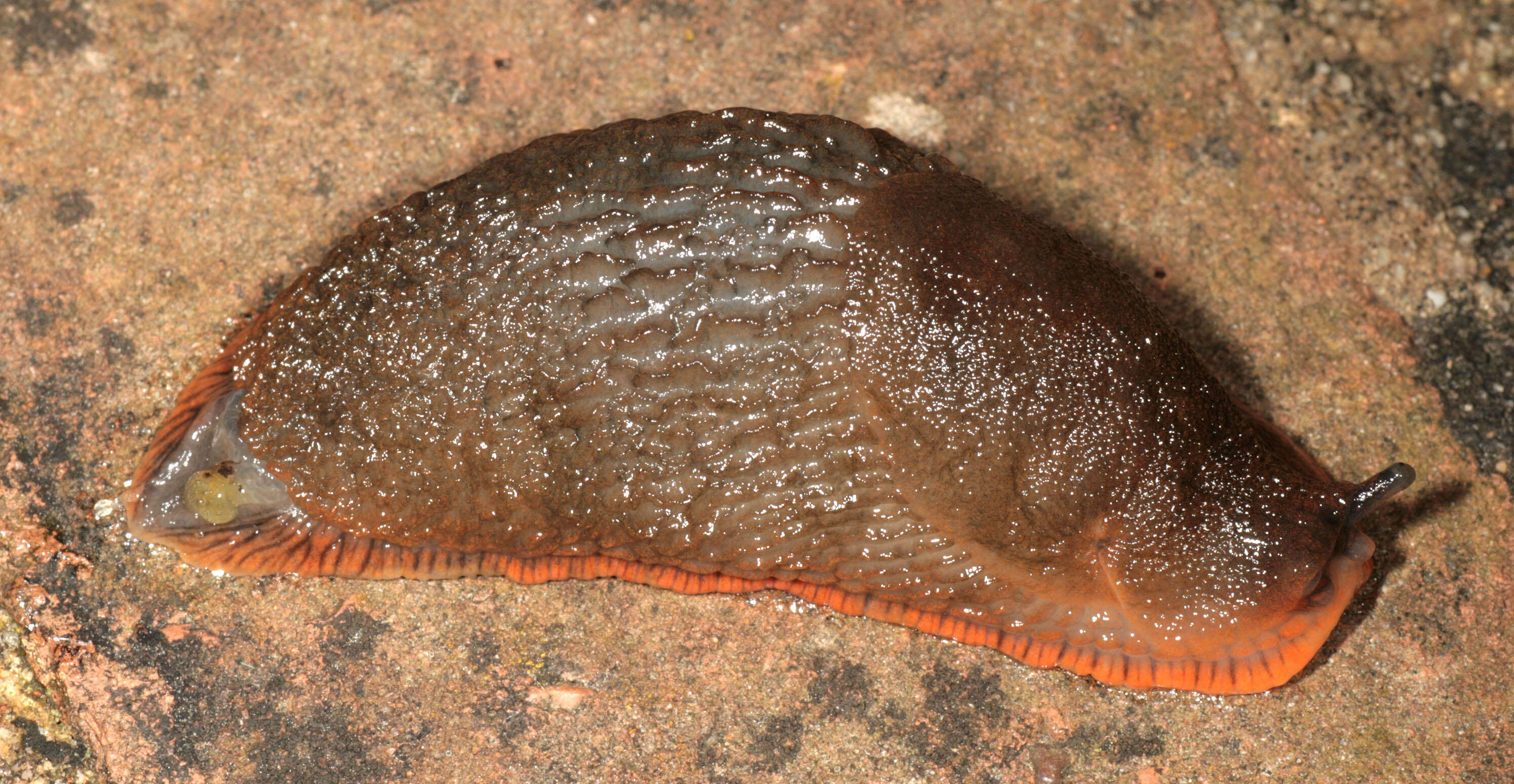 Image of red slug