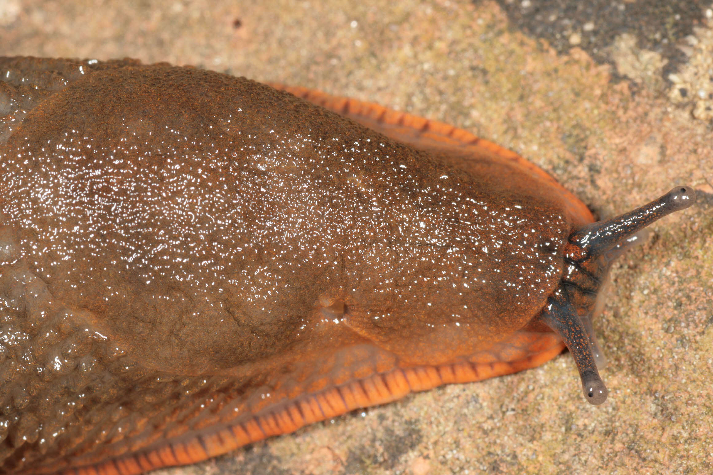 Image of red slug