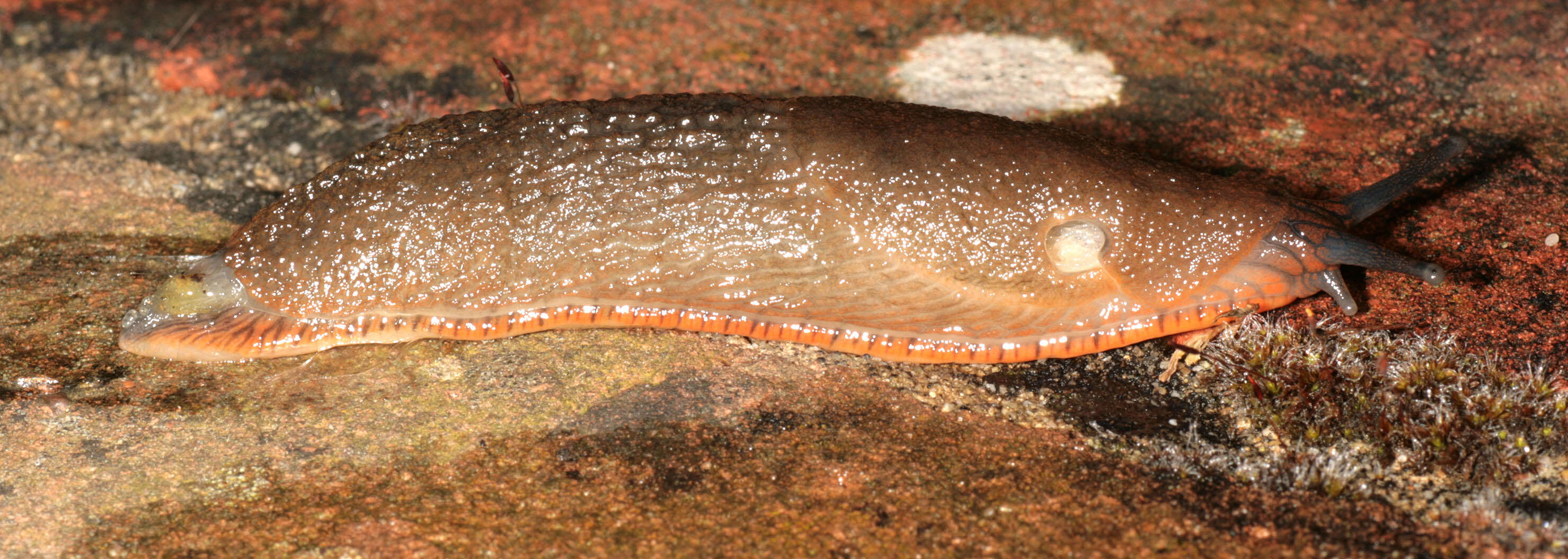 Image of red slug