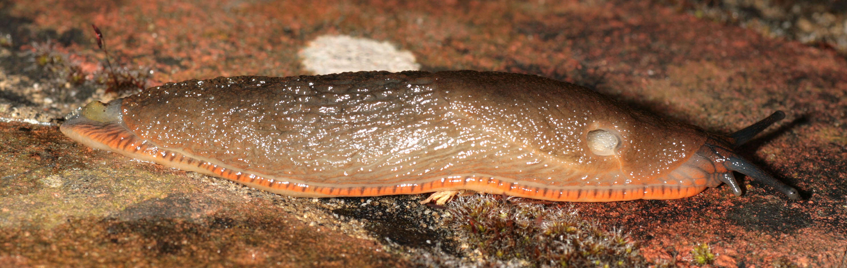 Image of red slug