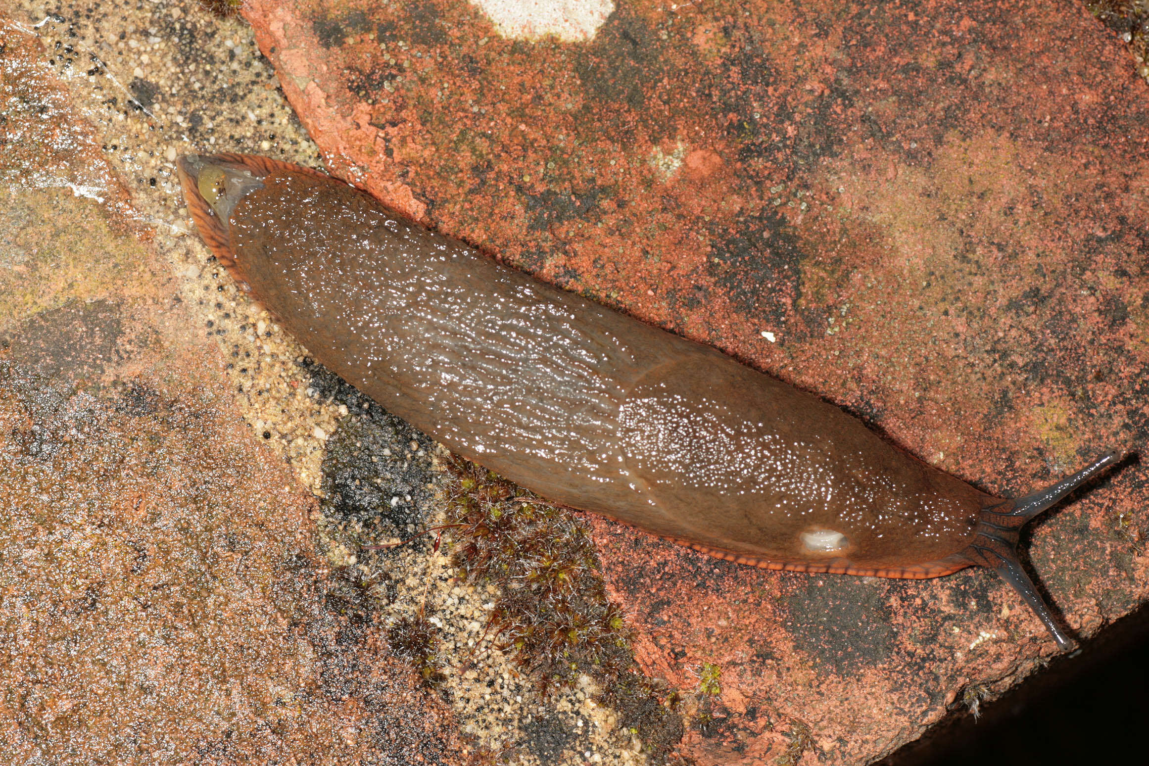 Image of red slug