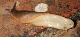 Image of red slug