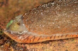 Image of red slug