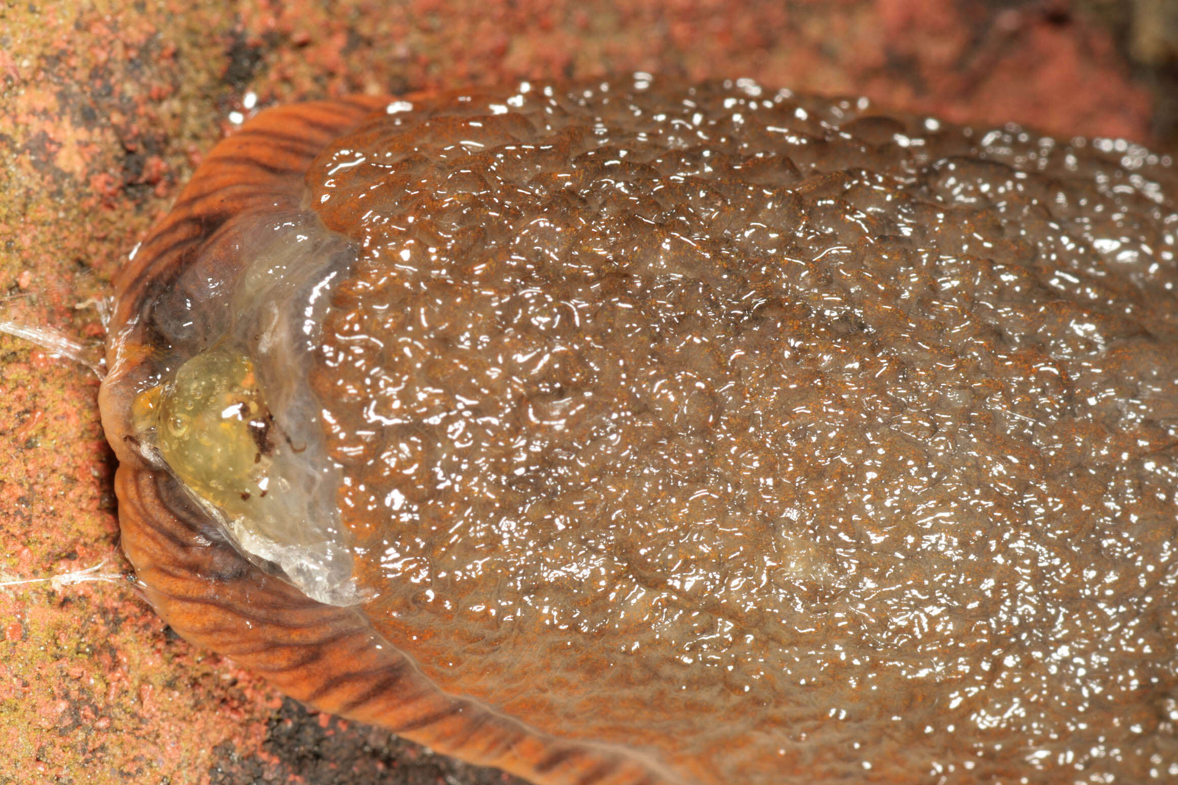 Image of red slug