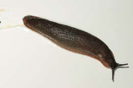 Image of red slug