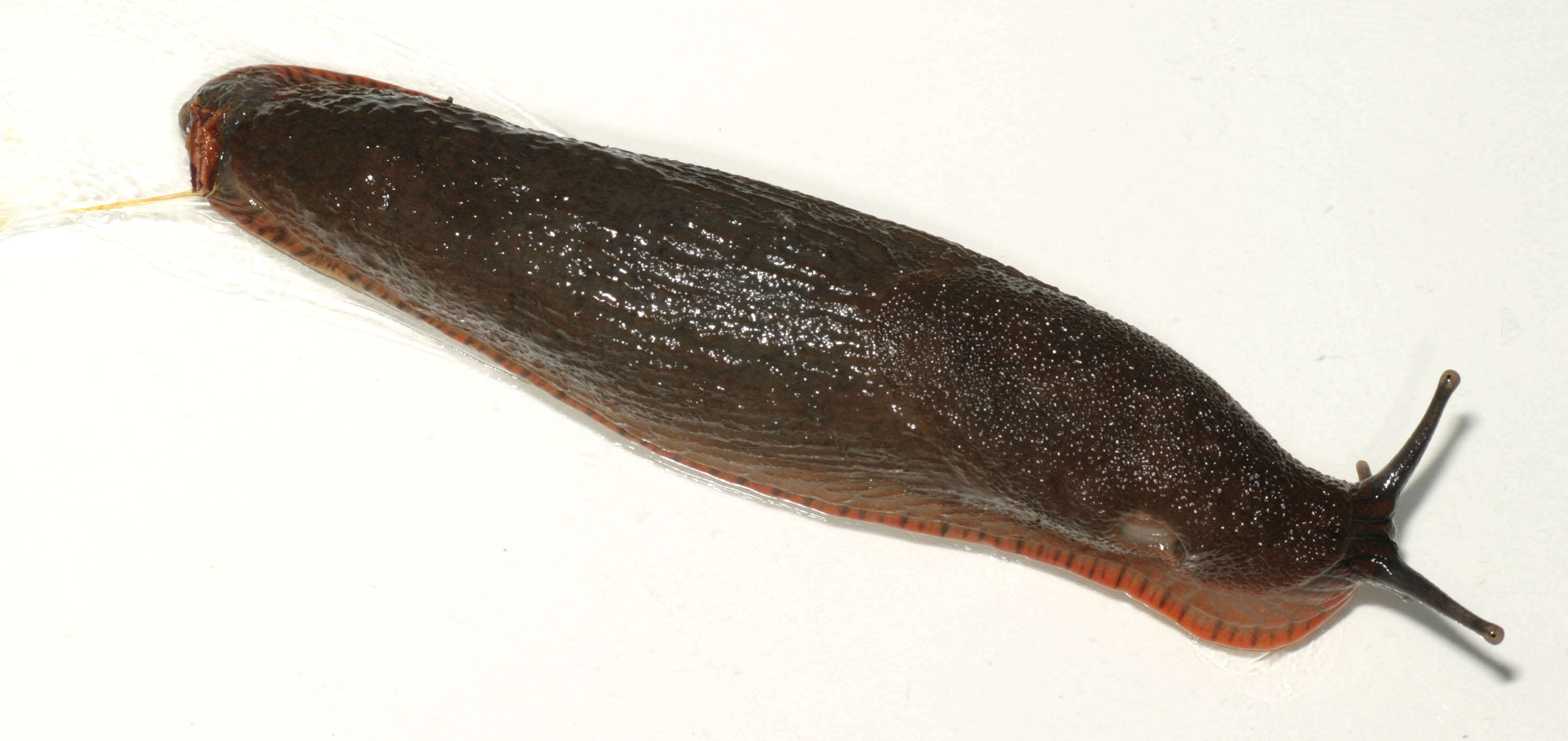 Image of red slug