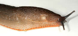 Image of red slug