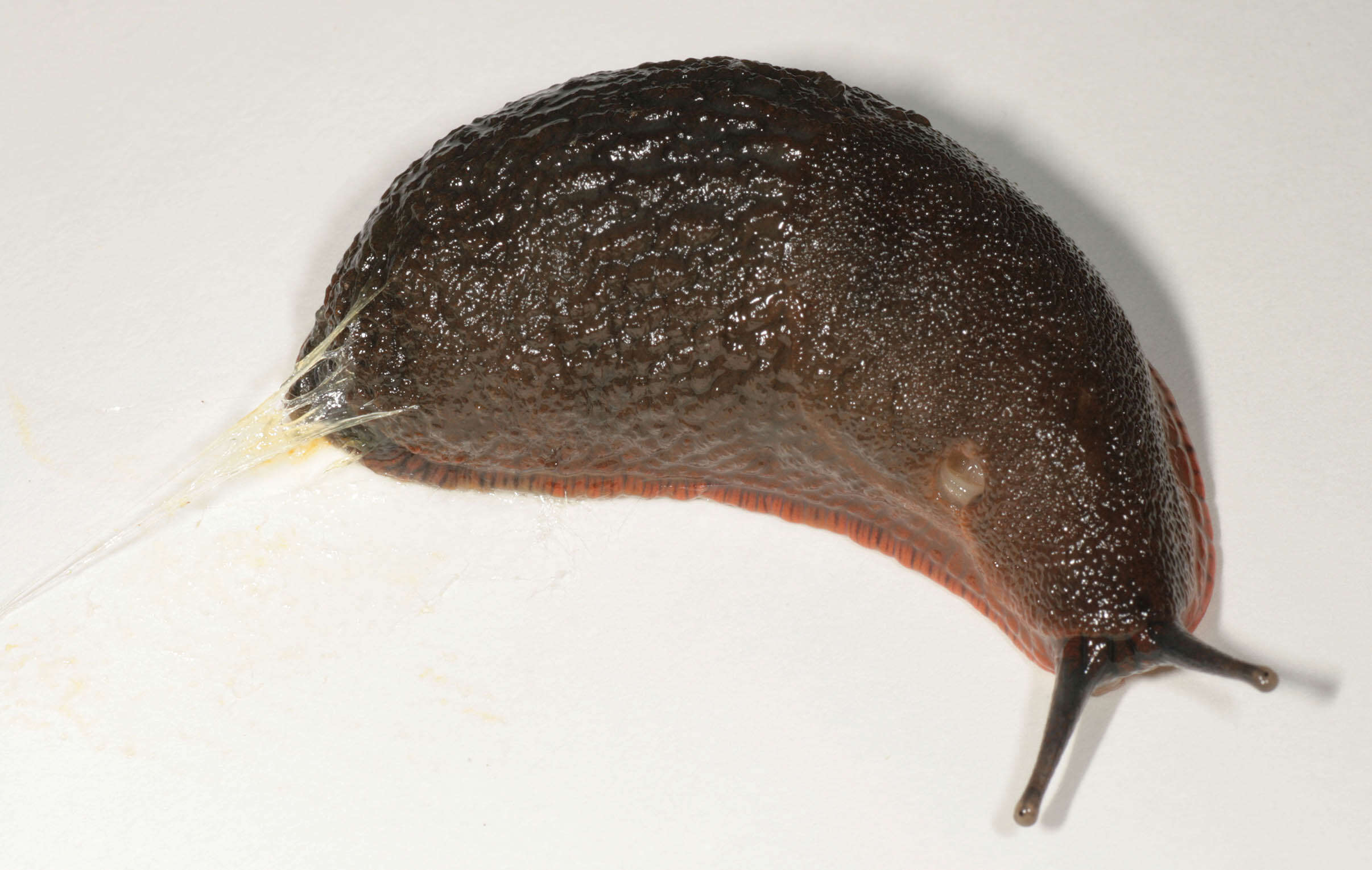 Image of red slug