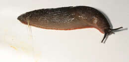 Image of red slug