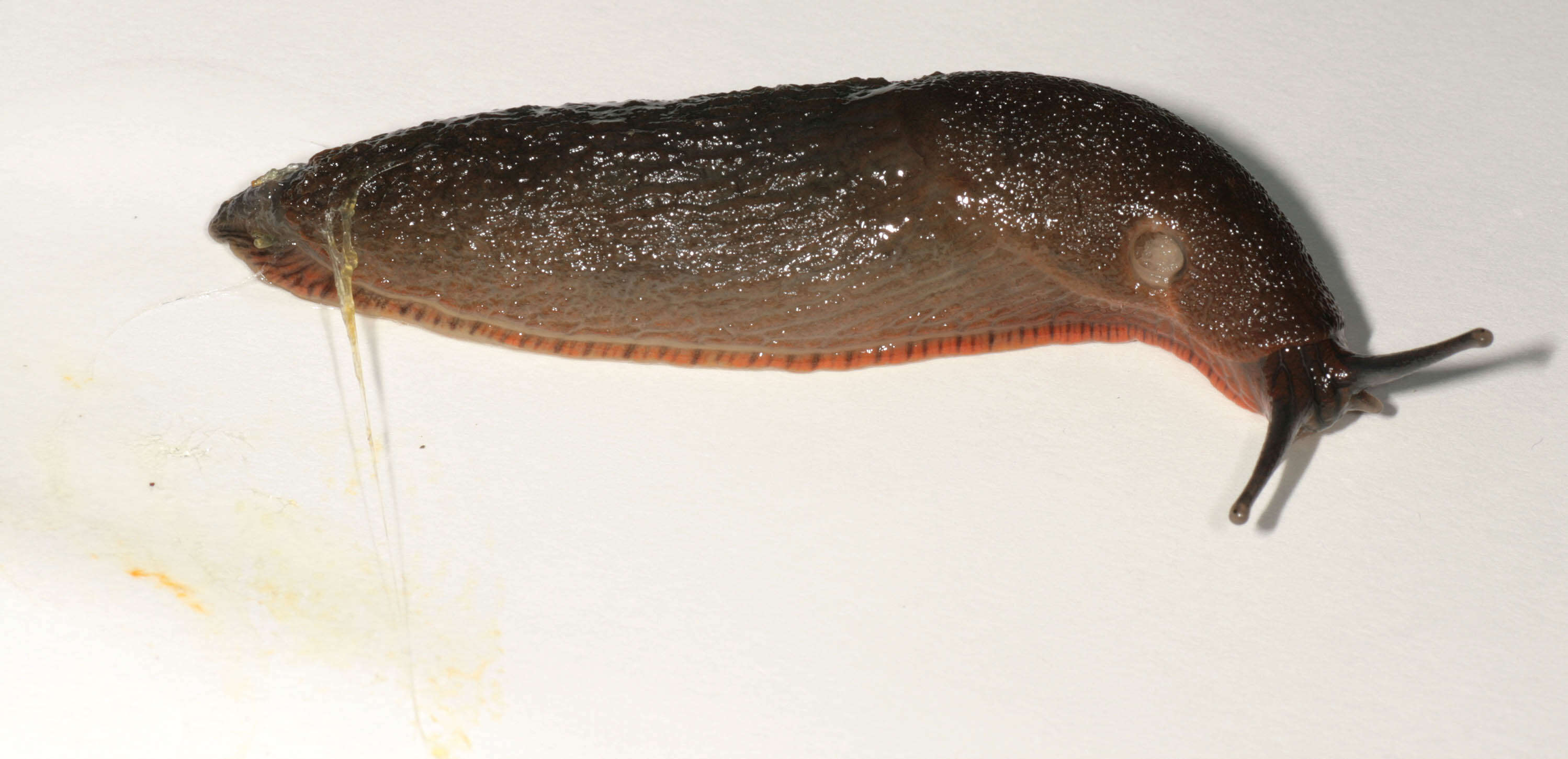 Image of red slug