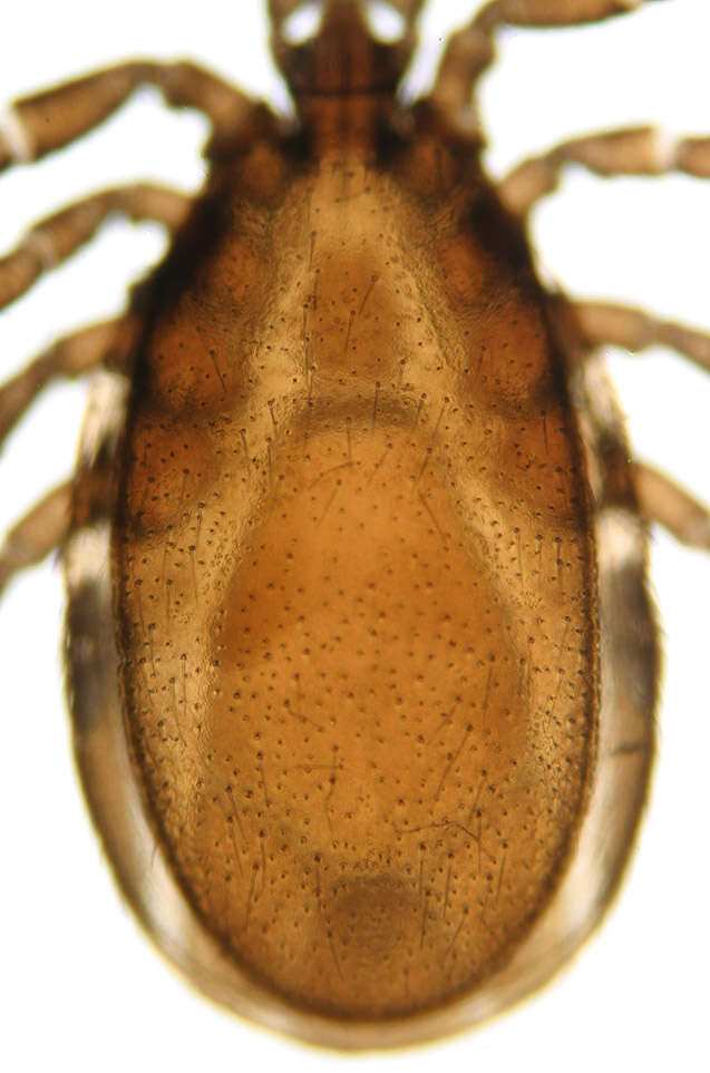 Image of Common sheep tick