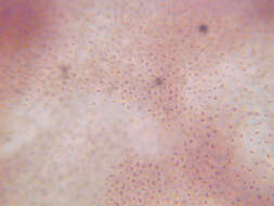 Image de <i>Lamprocystis roseo-persicina</i>