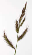 Echinochloa crus-galli (L.) P. Beauv. resmi