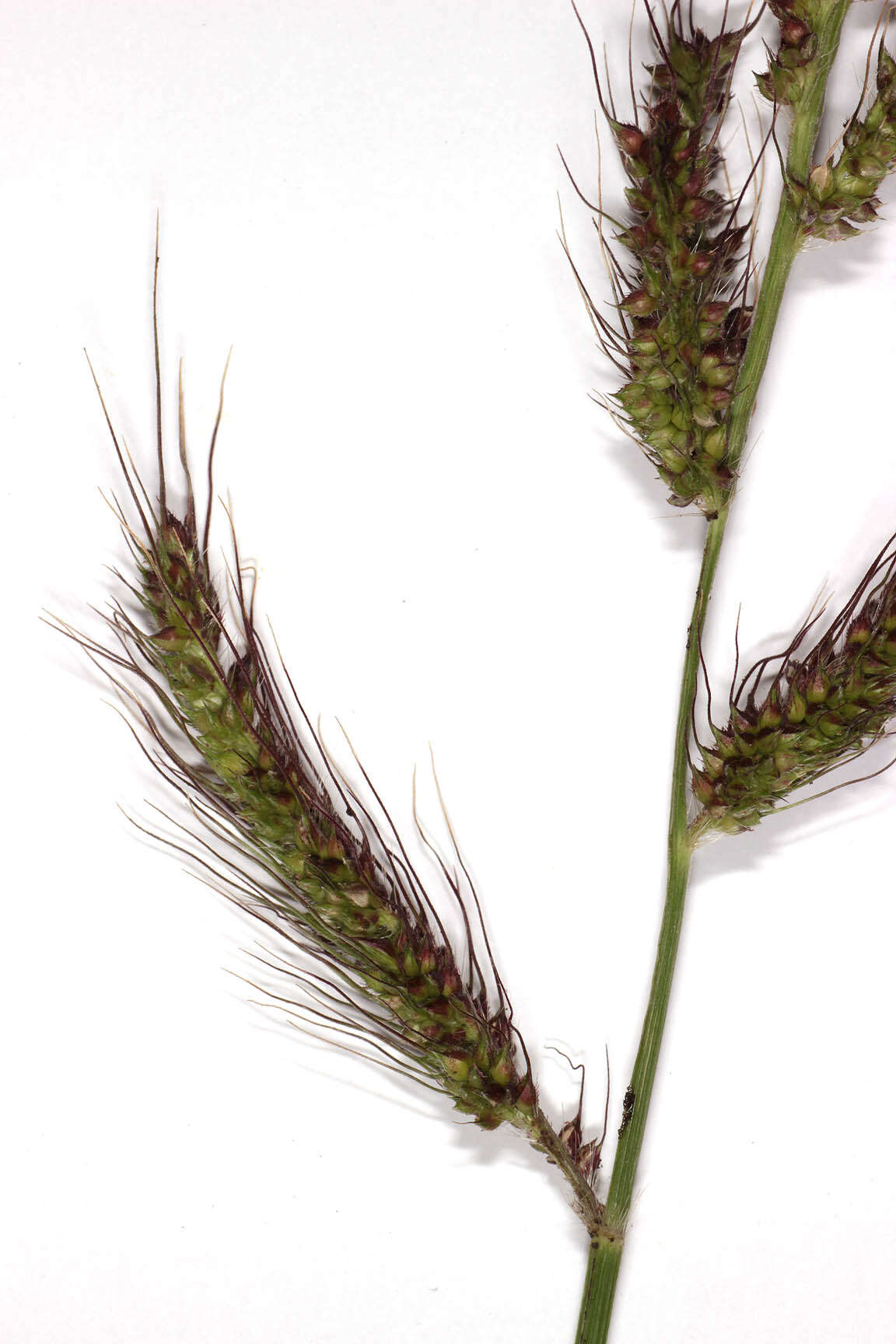 Echinochloa crus-galli (L.) P. Beauv. resmi