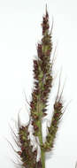 Echinochloa crus-galli (L.) P. Beauv. resmi