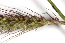 Echinochloa crus-galli (L.) P. Beauv. resmi