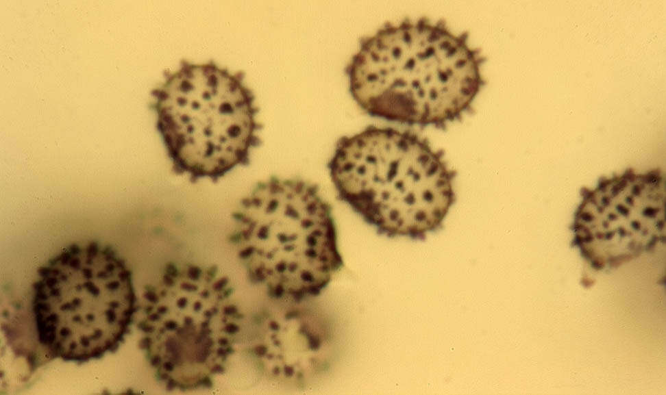 Image of yellow swamp brittlegill