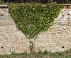 Image of English ivy