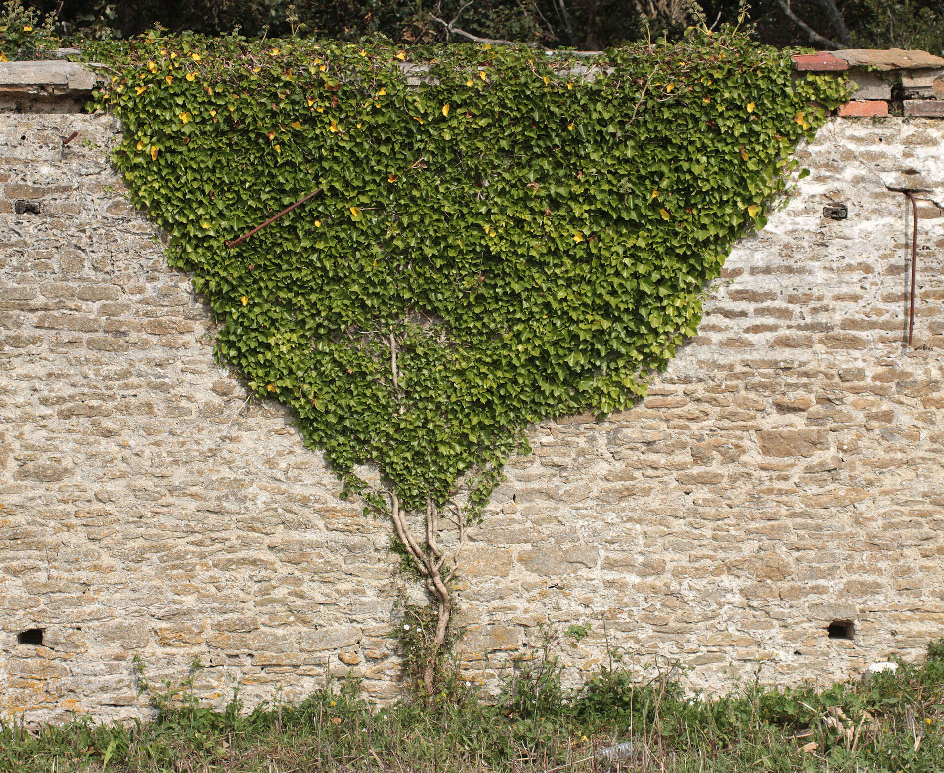 Image of English ivy