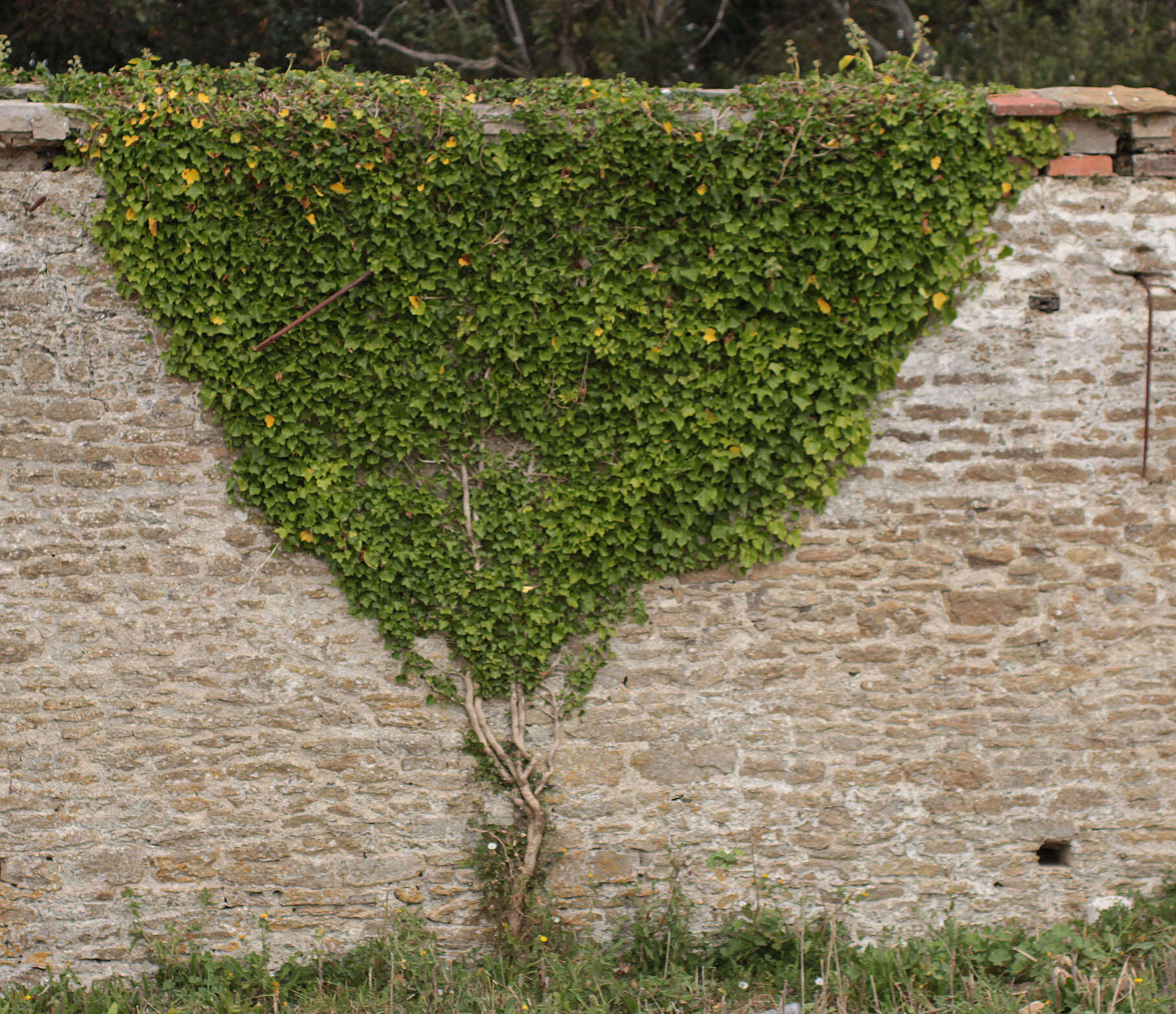 Image of English ivy