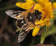 Image of drone fly