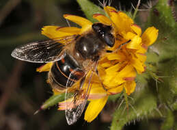 Image of drone fly