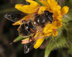 Image of drone fly