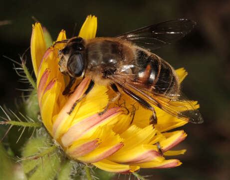 Imagem de Eristalis tenax (Linnaeus 1758)