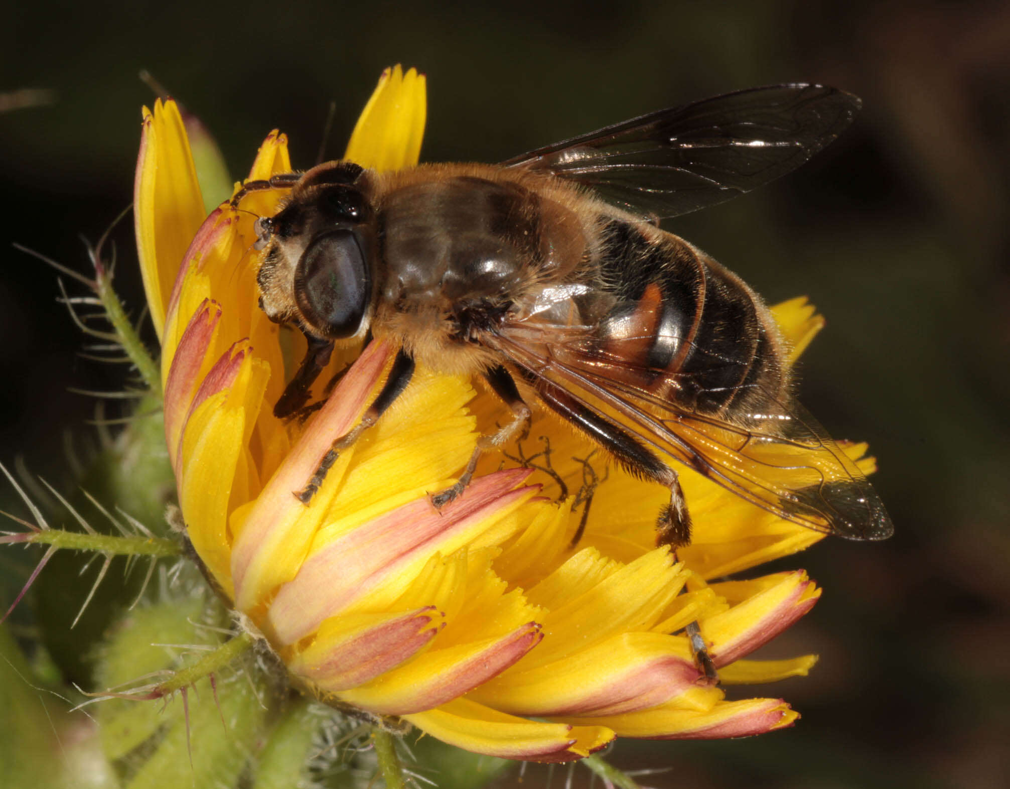 Image of drone fly