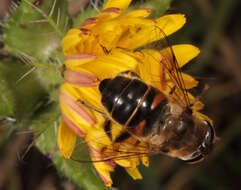 Image of drone fly